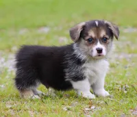Graham Butter's Green M), a male Pembroke Welsh Corgi for sale in Mulberry, KS – 4 of 7