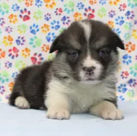 Princess (Butter's Pink F), a female Pembroke Welsh Corgi for sale in Mulberry, KS – 3 of 3