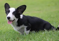 Marigold, a female Cardigan Welsh Corgi for sale in Mulberry, KS – 3 of 9