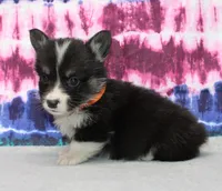 Brittani (Rain's Orange Collar Female), a female Pembroke Welsh Corgi for sale in Mulberry, KS – 7 of 9