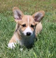 Winnie, a female Pembroke Welsh Corgi for sale in Mulberry, KS – 3 of 3