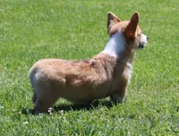 Winnie, a female Pembroke Welsh Corgi for sale in Mulberry, KS – 2 of 3