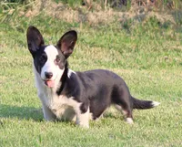 Marigold, a female Cardigan Welsh Corgi for sale in Mulberry, KS – 6 of 9