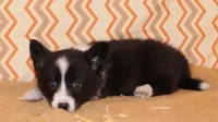Aero , a male Cardigan Welsh Corgi for sale in Mulberry, KS – 4 of 10