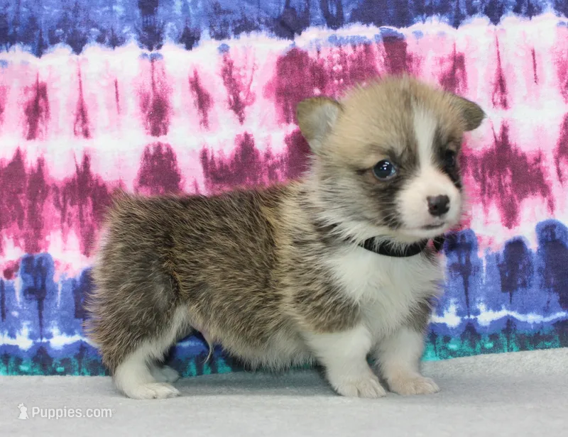 Dave (Rain's Black Collar Male) – Pembroke Welsh Corgi puppy for sale in Mulberry, KS