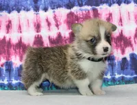 Dave (Rain's Black Collar Male), a male Pembroke Welsh Corgi for sale in Mulberry, KS – 1 of 8