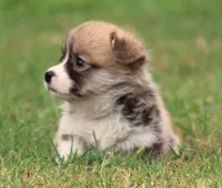 Kevin (Rain's Tan Collar Male), a male Pembroke Welsh Corgi for sale in Mulberry, KS – 5 of 10