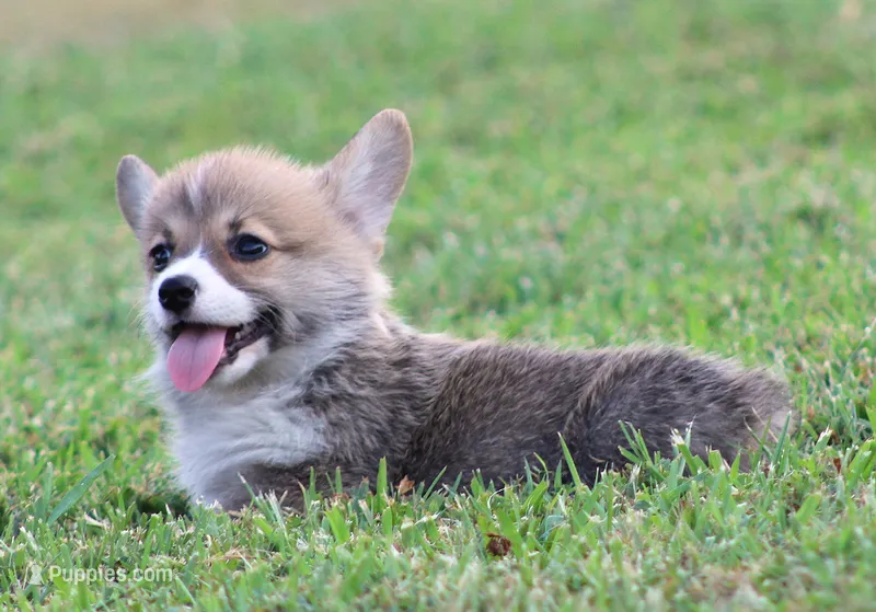 Kevin (Rain's Tan Collar Male) – Pembroke Welsh Corgi puppy for sale in Mulberry, KS