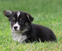 Brittani (Rain's Orange Collar Female), a female Pembroke Welsh Corgi for sale in Mulberry, KS – 6 of 10