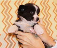 Aero , a male Cardigan Welsh Corgi for sale in Mulberry, KS – 2 of 10