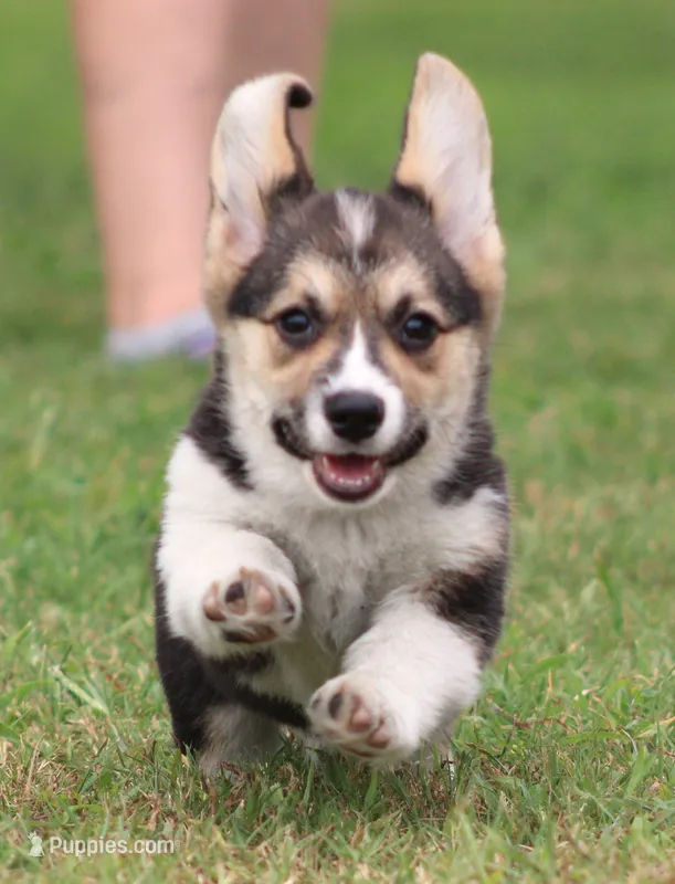 Princess (Butter's Pink F) – Pembroke Welsh Corgi puppy for sale in Mulberry, KS
