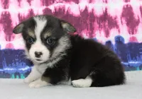 Becki  (Rain's Pink Collar Female), a female Pembroke Welsh Corgi for sale in Mulberry, KS – 4 of 7