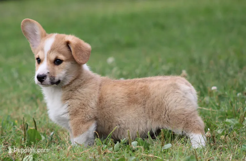 Crouton (Nutmeg's Black Collar Male) – Pembroke Welsh Corgi puppy for sale in Mulberry, KS