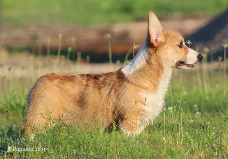 Winnie – Pembroke Welsh Corgi puppy for sale in Mulberry, KS