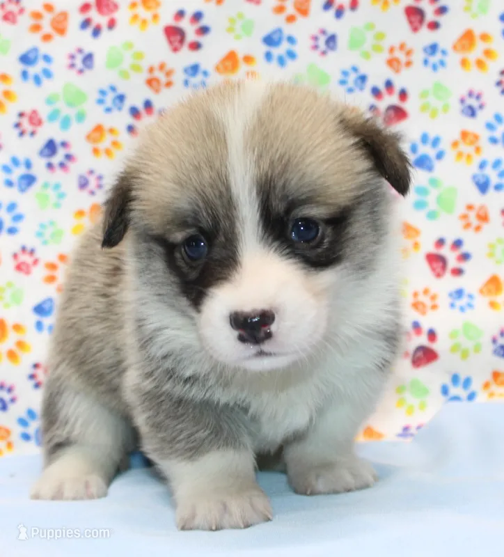 Rosie (Butter's Red Female) – Pembroke Welsh Corgi puppy for sale in Mulberry, KS