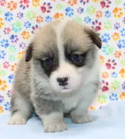 Rosie (Butter's Red Female), a female Pembroke Welsh Corgi for sale in Mulberry, KS – 1 of 4