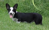 Marigold, a female Cardigan Welsh Corgi for sale in Mulberry, KS – 5 of 9