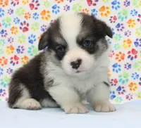 Bear (Blue Collar Male), a male Pembroke Welsh Corgi for sale in Mulberry, KS – 4 of 7
