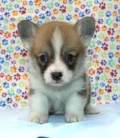 Bolt (Stella's Black Male), a male Pembroke Welsh Corgi for sale in Mulberry, KS – 2 of 2