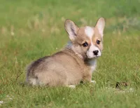 Crouton (Nutmeg's Black Collar Male), a male Pembroke Welsh Corgi for sale in Mulberry, KS – 6 of 9