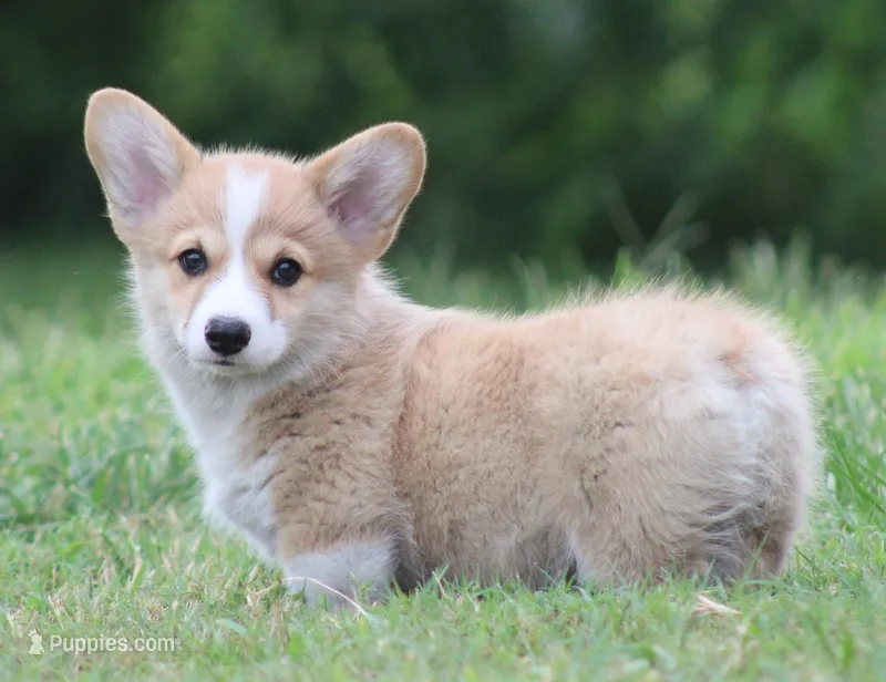 Biscuit (Nutmeg's Green Male)  – Pembroke Welsh Corgi puppy for sale in Mulberry, KS