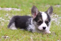 Bear (Blue Collar Male), a male Pembroke Welsh Corgi for sale in Mulberry, KS – 3 of 7