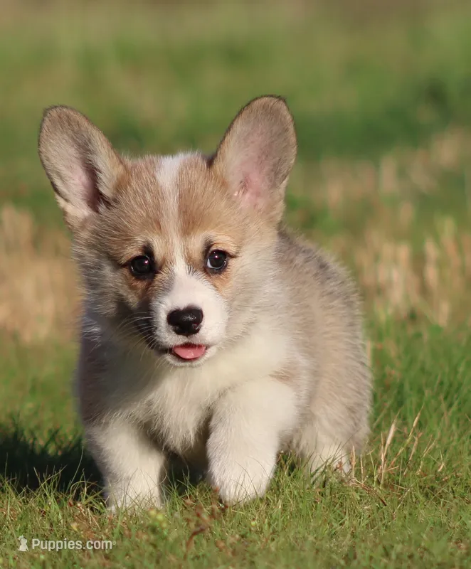 Yasmin (Butter's Yellow F) – Pembroke Welsh Corgi puppy for sale in Mulberry, KS