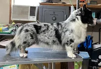 Buttons, a male Cardigan Welsh Corgi for sale in Mulberry, KS – 2 of 8