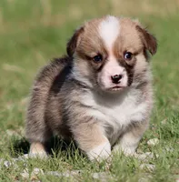 Crouton (Nutmeg's Black Collar Male), a male Pembroke Welsh Corgi for sale in Mulberry, KS – 5 of 9
