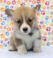 Brady (Stella's Blue M), a male Pembroke Welsh Corgi for sale in Mulberry, KS – 1 of 4
