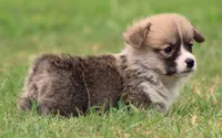 Kevin (Rain's Tan Collar Male), a male Pembroke Welsh Corgi for sale in Mulberry, KS – 4 of 10