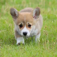 Brady (Stella's Blue Male), a male Pembroke Welsh Corgi for sale in Mulberry, KS – 8 of 9
