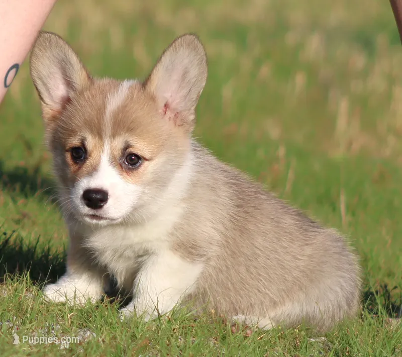 Rosie (Butter's Red Female) – Pembroke Welsh Corgi puppy for sale in Mulberry, KS