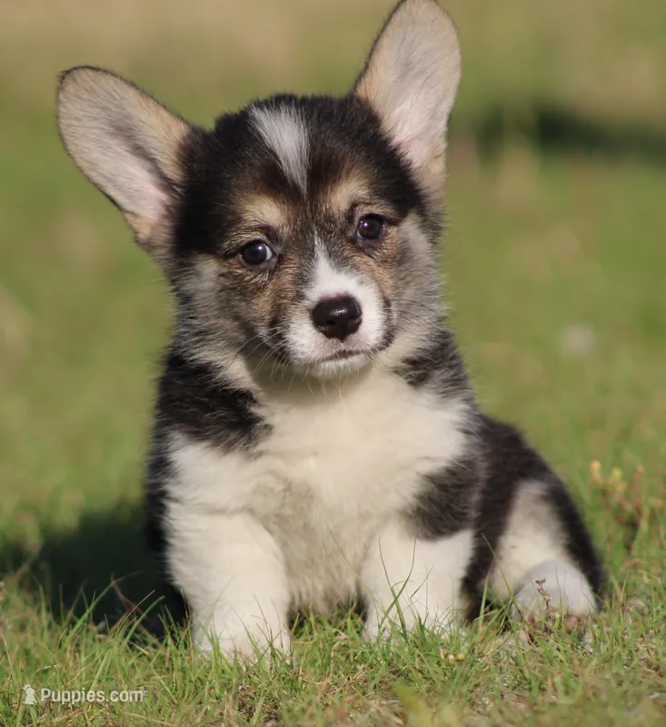 Princess (Butter's Pink F) – Pembroke Welsh Corgi puppy for sale in Mulberry, KS