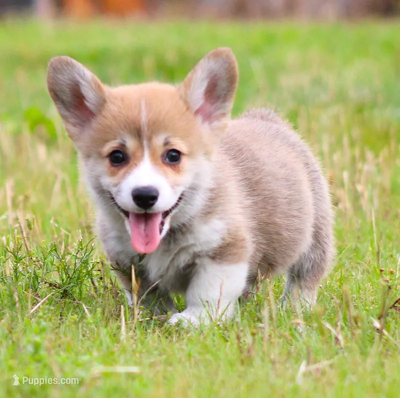 Brady (Stella's Blue Male) – Pembroke Welsh Corgi puppy for sale in Mulberry, KS