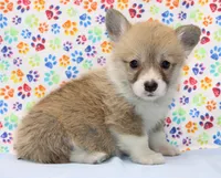 Bella (Stella's Pink F), a female Pembroke Welsh Corgi for sale in Mulberry, KS – 3 of 5