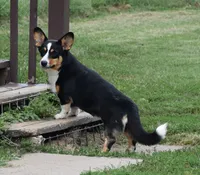 Stevie , a female Cardigan Welsh Corgi for sale in Mulberry, KS – 2 of 4