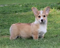 (Crouton)  Triple Clear OFA Parents, a male Pembroke Welsh Corgi for sale in Mulberry, KS – 2 of 8