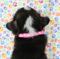Princess (Butter's Pink F), a female Pembroke Welsh Corgi for sale in Mulberry, KS – 2 of 3