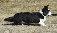 Buddy, a male Cardigan Welsh Corgi for sale in Mulberry, KS – 9 of 9