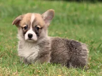 Brad (Rain's Brown Collar Male), a male Pembroke Welsh Corgi for sale in Mulberry, KS – 4 of 10