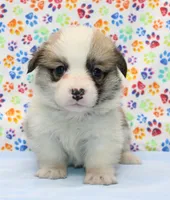 Piper (Butter's Purple F), a female Pembroke Welsh Corgi for sale in Mulberry, KS – 2 of 4