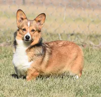 Biscuit (Nutmeg's Green Male) , a male Pembroke Welsh Corgi for sale in Mulberry, KS – 4 of 10
