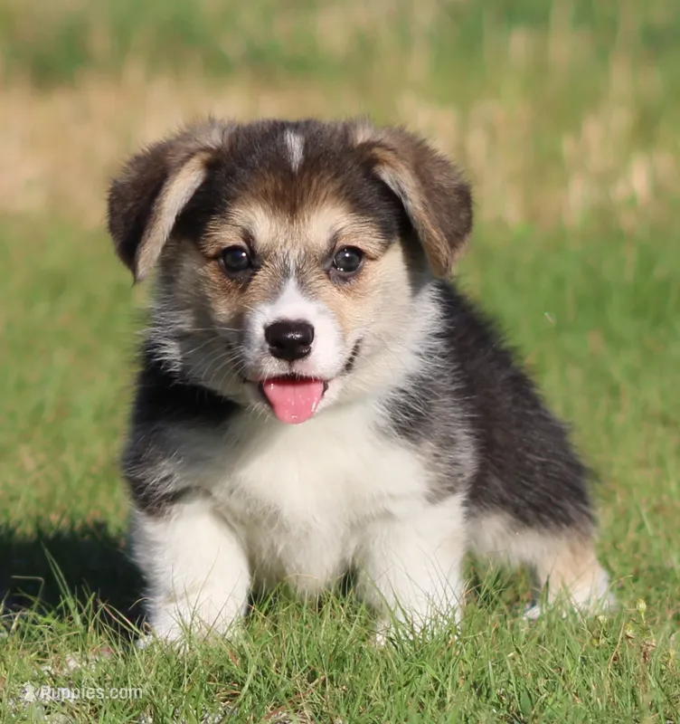 Graham Butter's Green M) – Pembroke Welsh Corgi puppy for sale in Mulberry, KS