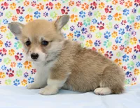 Blanche (Stella's Purple F), a female Pembroke Welsh Corgi for sale in Mulberry, KS – 2 of 4