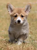 Kevin (Rain's Tan Collar Male), a male Pembroke Welsh Corgi for sale in Mulberry, KS – 1 of 10