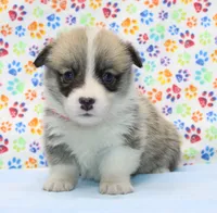 Rosie (Butter's Red Female), a female Pembroke Welsh Corgi for sale in Mulberry, KS – 2 of 4