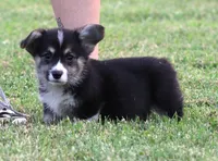 Brittani (Rain's Orange Collar Female), a female Pembroke Welsh Corgi for sale in Mulberry, KS – 2 of 10