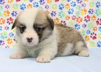 Piper (Butter's Purple F), a female Pembroke Welsh Corgi for sale in Mulberry, KS – 1 of 4