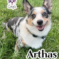 Arthas - Neutered Merle , a male Cardigan Welsh Corgi and Pembroke Welsh Corgi for sale in Greensboro, NC – Photo 2 of 3